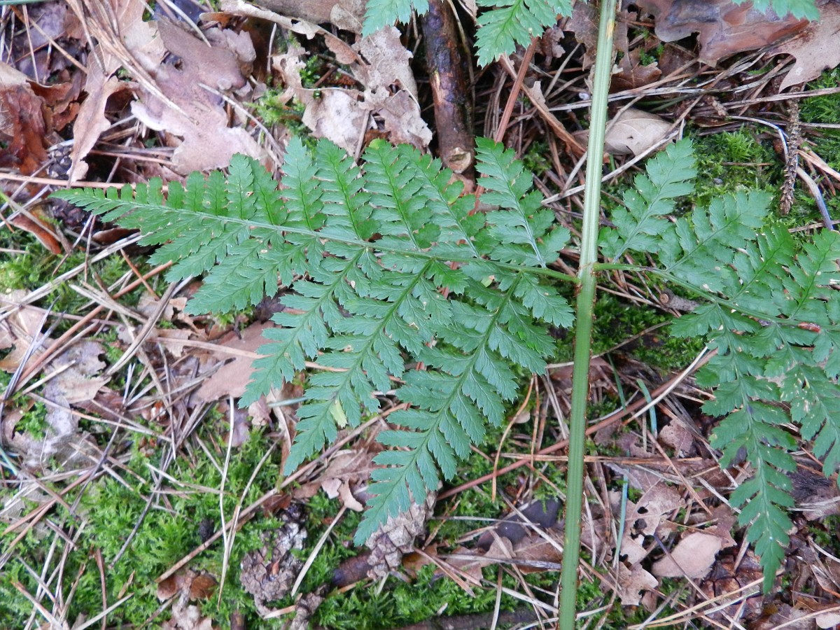 Dryopteris expansa, Spreading Woodfern